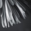 Sun-Light. Blanco