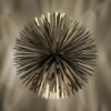 Sun-Light. Oro