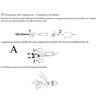 Lámpara suspensión Nans Catenary S/16/4L Bover
