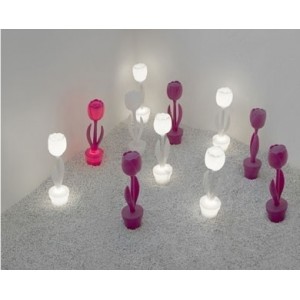 Tulip. Myyour