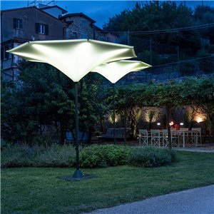 Parasol Plant Fim