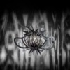 Lámpara colgante diseño moderno y lujuso Medusa de Slamp con  56 cristales Swarovski